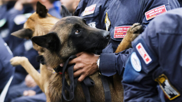 Pesquisa internacional revela que cães conseguem distinguir medo e tristeza em rostos humanos pesquisa-internacional-revela-que-caes-conseguem-distinguir-medo-e-tristeza-em-rostos-humanos