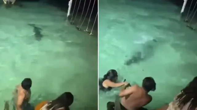 Banhistas Escapam De Crocodilo Durante Banho Noturno Em Resort; Vídeo banhistas-escapam-de-crocodilo-durante-banho-noturno-em-resort;-video