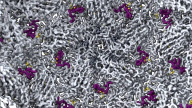 pesquisadores-criam-do-zero-novos-virus-que-atacam-bacterias