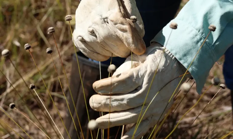 pesquisadores-encontram-plantas-consideradas-extintas-ha-30-anos
