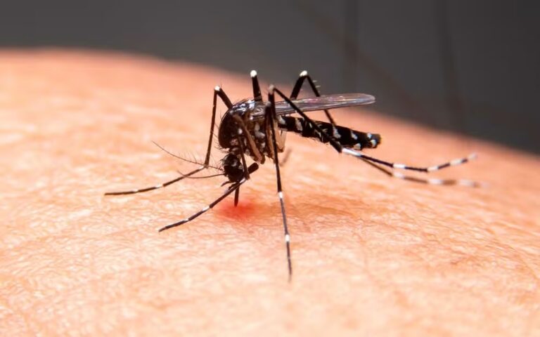 bahia-entra-em-alerta-para-casos-de-chikungunya