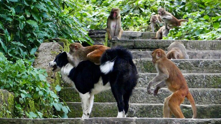 pesquisadores-da-universidade-de-oxford-buscam-na-evolucao-dos-primatas-a-origem-dos-pets