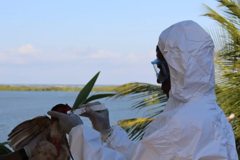 bahia-prorroga-estado-de-emergencia-zoossanitaria-por-gripe-aviaria-h5n1-por-mais-180-dias
