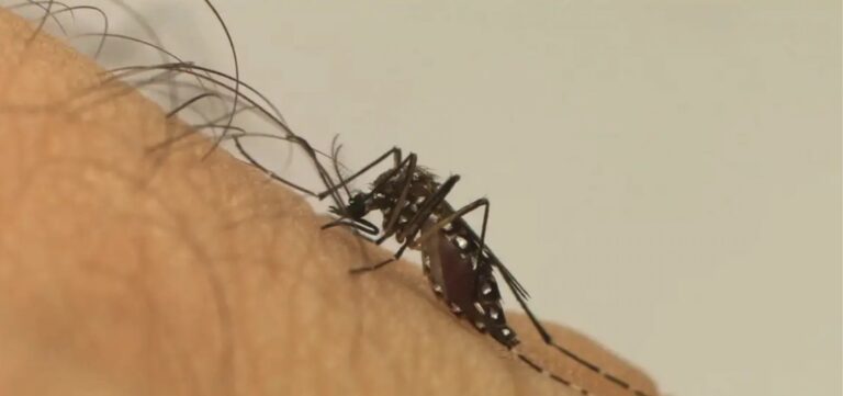 casos-provaveis-de-chikungunya-sofrem-aumento-de-369,3%-na-bahia;-afirma-sesab